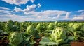 Lush artichoke plants thriving on a vibrant open plantation, ready for a bountiful summer harvest.