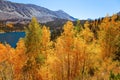 Lush autumn in Montana, USA Royalty Free Stock Photo