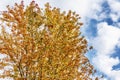Lush autumn tree with yellow-red leaves on a background of blue cloudy sky on a sunny day. Space for text Royalty Free Stock Photo