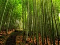 Lush Bamboo Forest