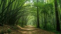 Lush bamboo forest pathway with sunlight filtering through dense greenery Royalty Free Stock Photo