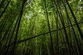 Lush Bamboo Forest in Vietnam Royalty Free Stock Photo