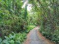 Bamboo forests flourish in the countryside