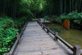 Lush bamboo groves, quiet and cool. Royalty Free Stock Photo