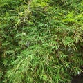 Lush bamboo leaves in the home garden Royalty Free Stock Photo