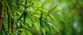 The lush bamboo leaves swaying gently in a serene green environment. AI generated image Royalty Free Stock Photo