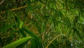 Lush bamboo leaves visible from below Royalty Free Stock Photo