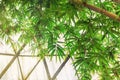 Lush bamboo tree