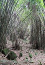 Lush bamboo trees in the middle of the forest. Royalty Free Stock Photo