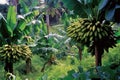 Lush Banana Plantation With Clusters Of Ripening Fruit. Generative AI