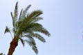 Lush beautiful green high tropical southern palm trees with long and lush branches and leaves against the backdrop of the evening Royalty Free Stock Photo