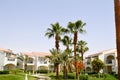 Lush beautiful green high tropical southern palm trees with long trunks and lush branches and leaves against the backdrop of white Royalty Free Stock Photo