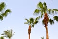 Lush beautiful green high tropical southern palm trees with long trunks and lush branches and leaves against the blue sky. The bac Royalty Free Stock Photo