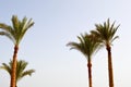 Lush beautiful green high tropical southern palm trees with lush branches and leaves. The background Royalty Free Stock Photo