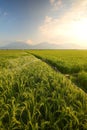 Green Paddy Fields, Portent of Good Harvest and Plant Management