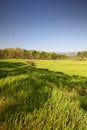 Green Paddy Fields, Portent of Good Harvest and Plant Management