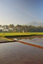 Green Paddy Fields, Portent of Good Harvest and Plant Management