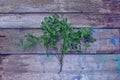 A lush beautiful green sprig of ripe blueberries lies on old texture boards.