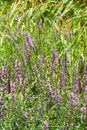 Lush and beautiful purple frankincense flowers in the garden