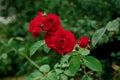 Flowers growing at home in the garden. Lush beautiful red flowers of weaving rose blooming in summer time. Royalty Free Stock Photo