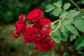 Lush beautiful red flowers of weaving rose blooming in summer time. Royalty Free Stock Photo