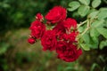Lush beautiful red rose flowers with green leaves.