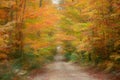 Lush Beech and Maple tree lined dirt road in Michigan. Royalty Free Stock Photo