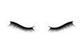 Lush black lashes on white background for makeup and cosmetic industry. Fake female eyelashes