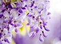 Lush bloom of branches of lilac wisteria in spring.