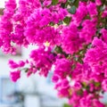 Lush bloom of pink bougainvillea. Tropical flowers background Royalty Free Stock Photo