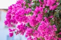 Lush bloom of pink bougainvillea. Tropical flowers background Royalty Free Stock Photo