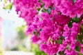 Lush bloom of pink bougainvillea. Tropical flowers background Royalty Free Stock Photo