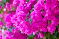 Lush bloom of pink bougainvillea. Tropical flowers background Royalty Free Stock Photo