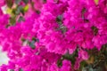 Lush bloom of pink bougainvillea. Tropical flowers background Royalty Free Stock Photo