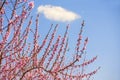 Lush blooming of delicate pink peach flowers in the garden against the blue sky. Royalty Free Stock Photo