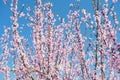 Lush blooming of delicate pink peach flowers in the garden against the blue sky. Royalty Free Stock Photo