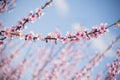 Lush blooming of delicate pink peach flowers in the garden against the blue sky. Royalty Free Stock Photo