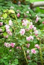 Lush blooming inflorescences and buds of pale pink double-flowered Impatiens walleriana in the garden Russia.