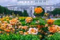 Lush blooming orange roses in rose garden. Volksgarten(people's park) in Vienna, Austria