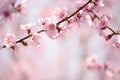 The lush blooming of pink flowers of the peach tree