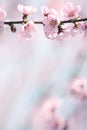 The lush blooming of pink flowers of the peach tree