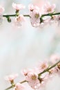 The lush blooming of pink flowers of the peach tree in the garden.