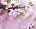 The lush blooming of pink flowers of the peach tree in the garden.