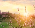 The lush blooming of pink flowers of the peach tree in the garden.