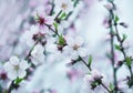 The lush blooming of pink flowers of the peach tree i