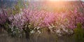 The lush blooming of pink flowers of the peach tree i