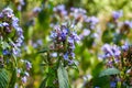 Lush blooming purple philodendron in the garden Royalty Free Stock Photo