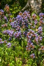 Lush blooming purple philodendron in the garden Royalty Free Stock Photo