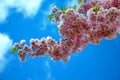 Lush blooming sakura Royalty Free Stock Photo