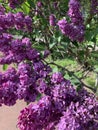 Lush blooming spring lilac-violet inflorescences of lilac Royalty Free Stock Photo